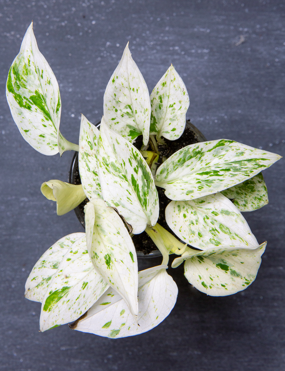 Pothos 'Marble Queen'