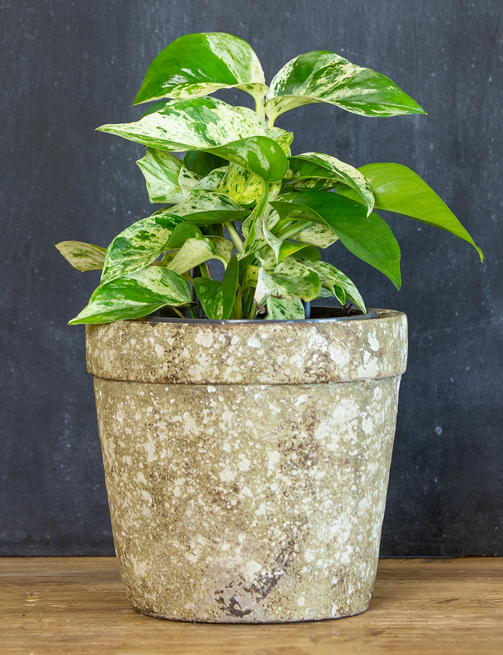 Pothos 'Marble Queen'