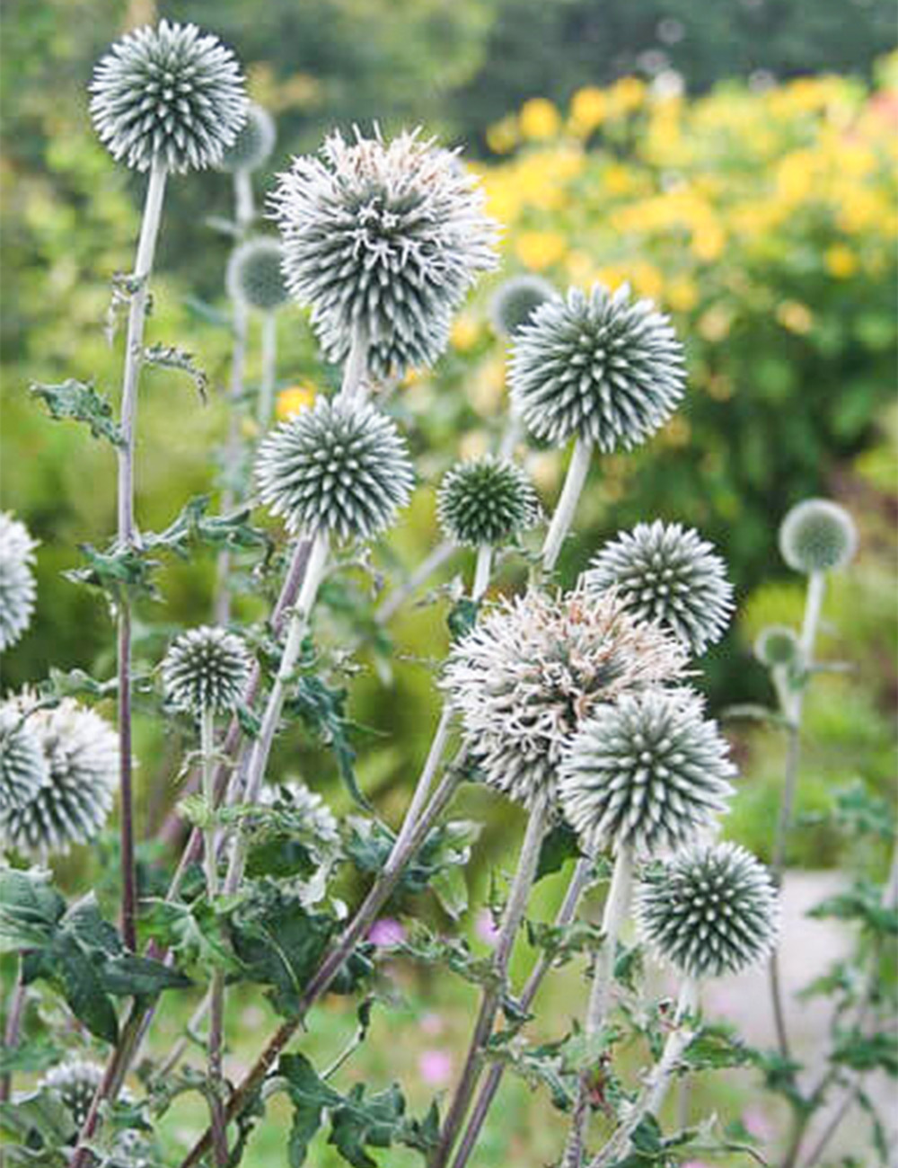 Echinops 'The Giant'