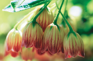 Enkianthus 'Himalayan Red Bells'