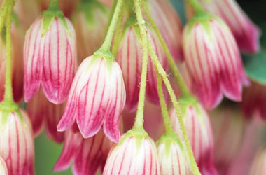 (33B) Enkianthus 'Pink Bells'