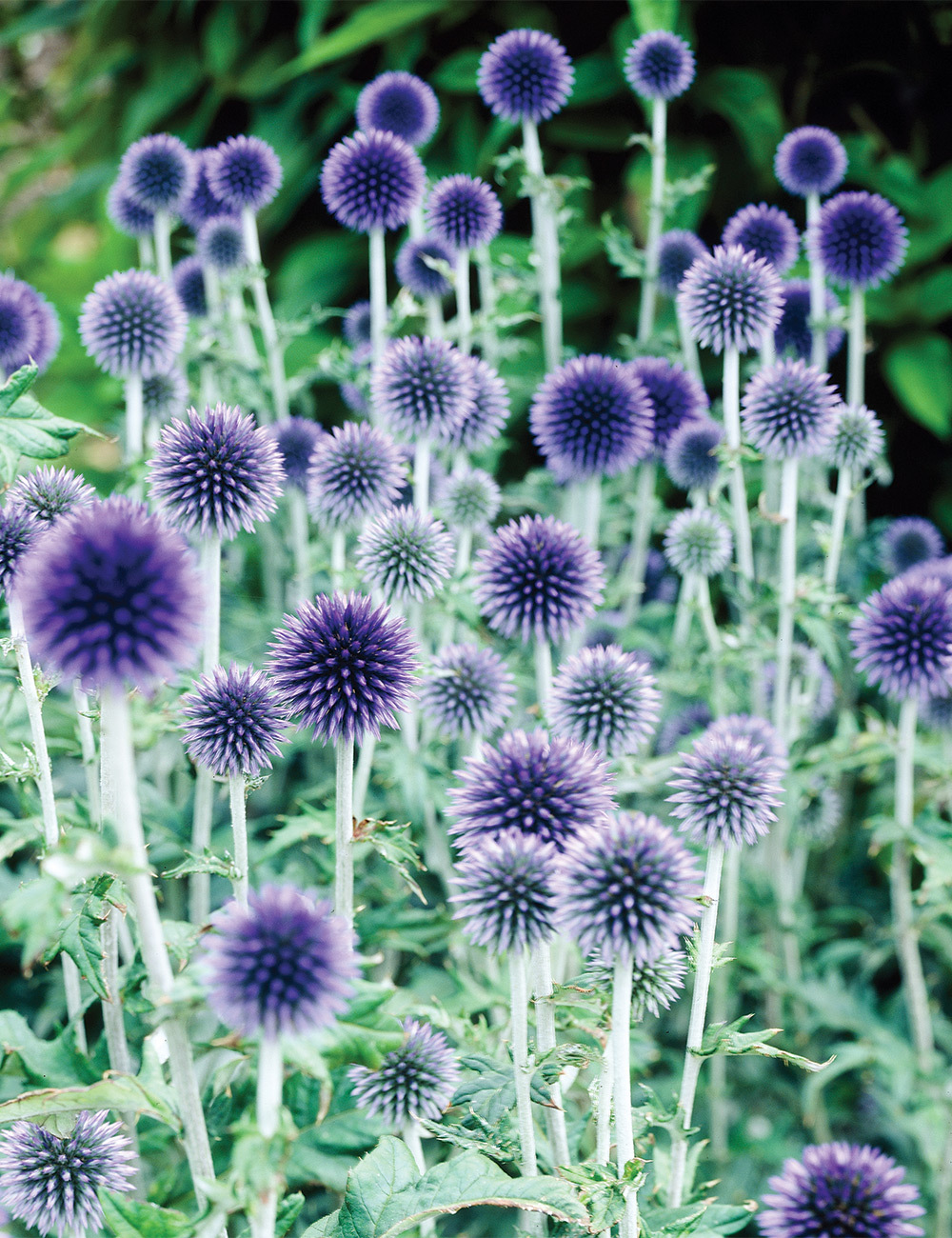 Echinops Globe Thistle