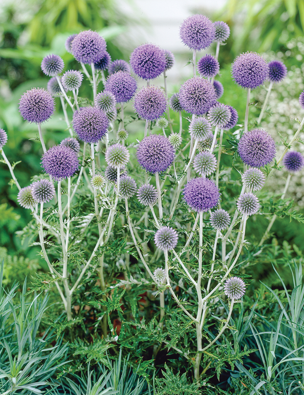 Echinops 'Platinum Blue'