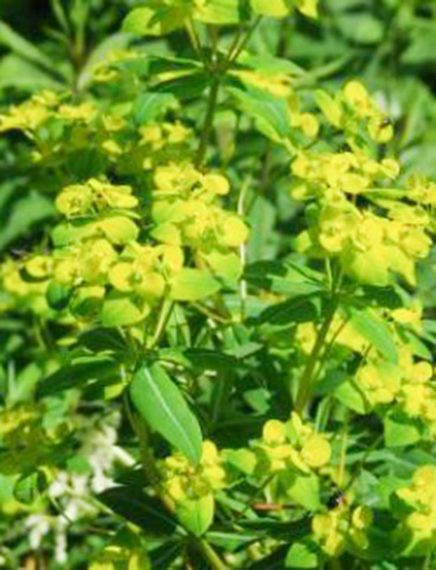 Euphorbia Excalibur