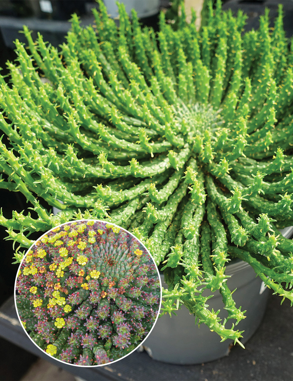 Euphorbia 'Medusa's Head'