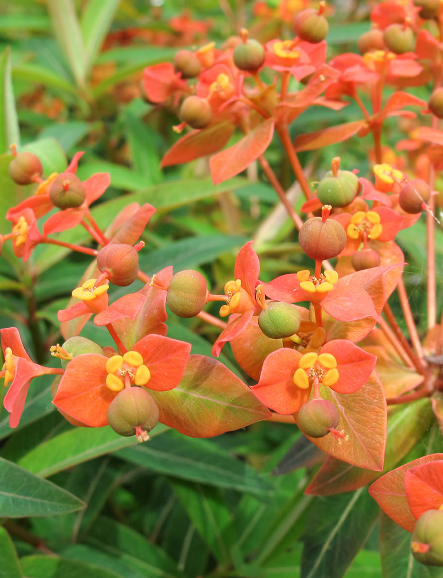 Euphorbia Fireglow