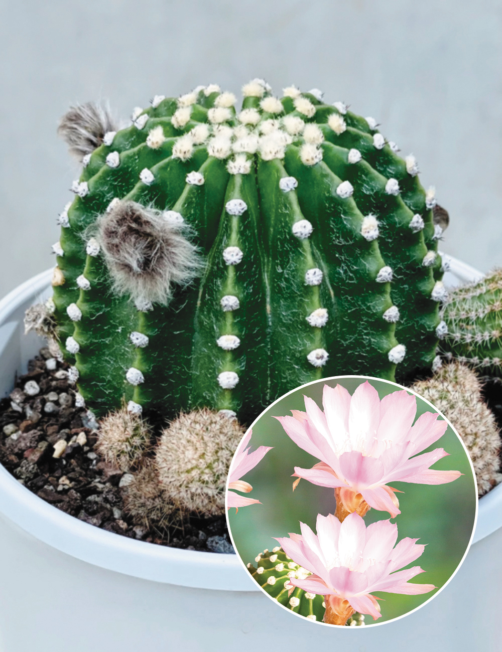 Echinopsis 'Jolly Blossom'