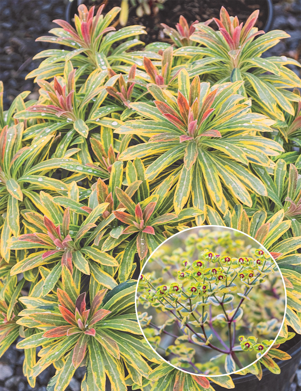 Euphorbia 'Ascot Rainbow'