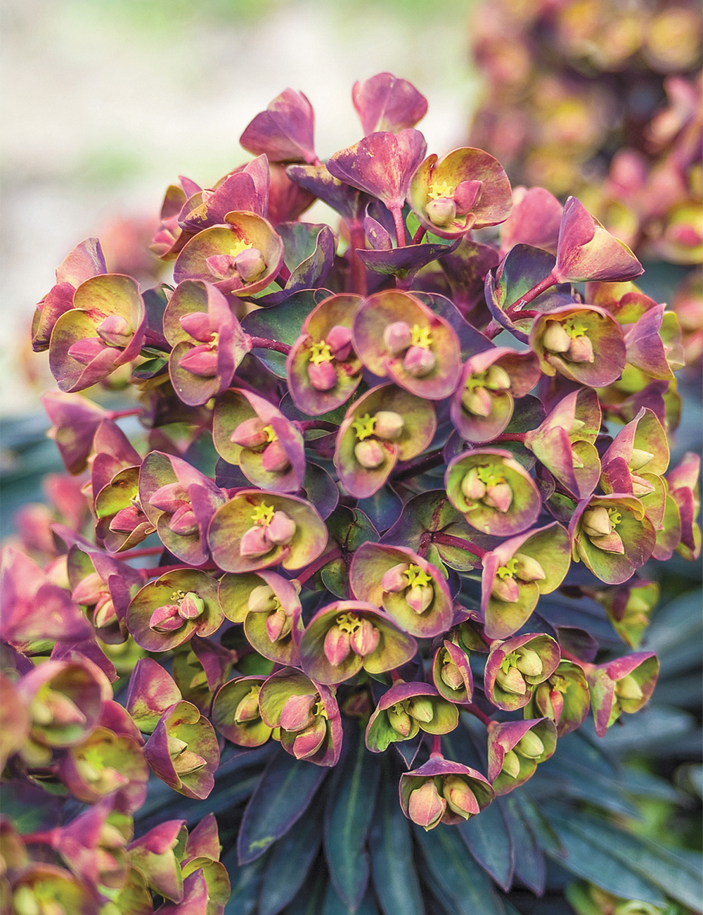 Euphorbia 'Blackbird'