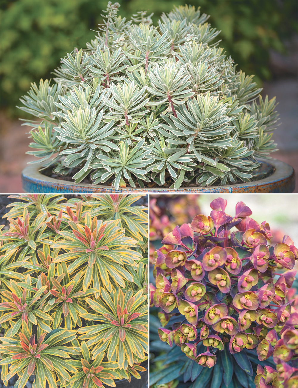 Euphorbias Collection