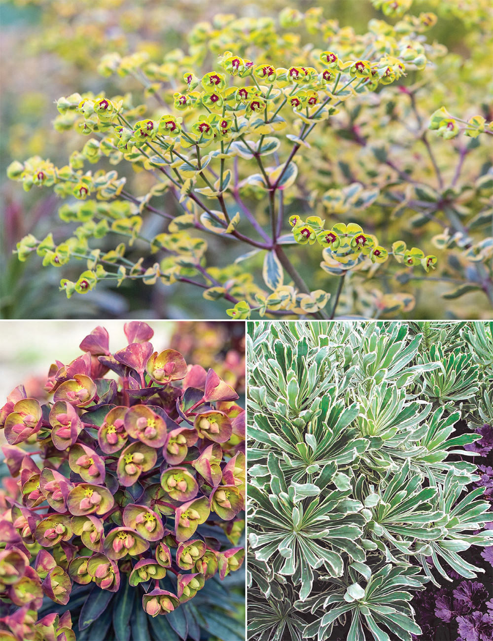 Euphorbias (reduced) Collection