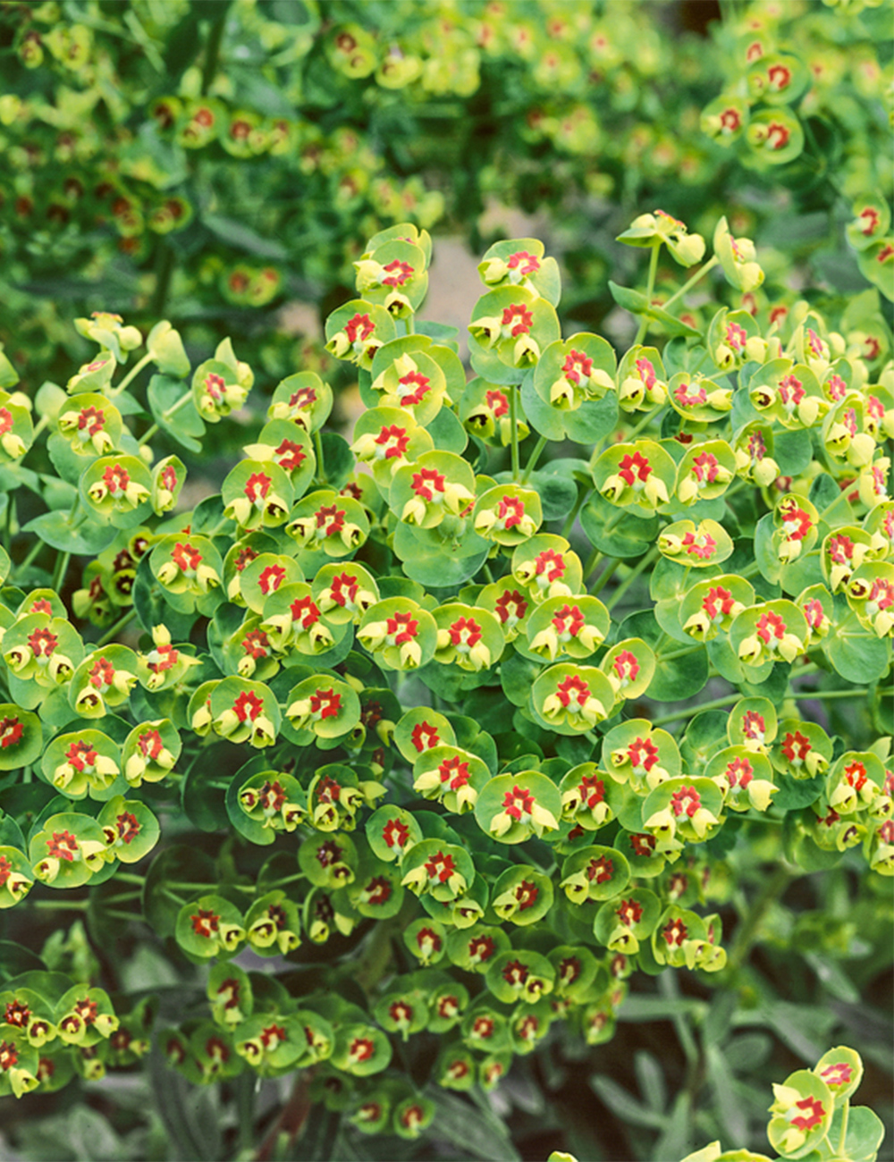 Martin's Spurge