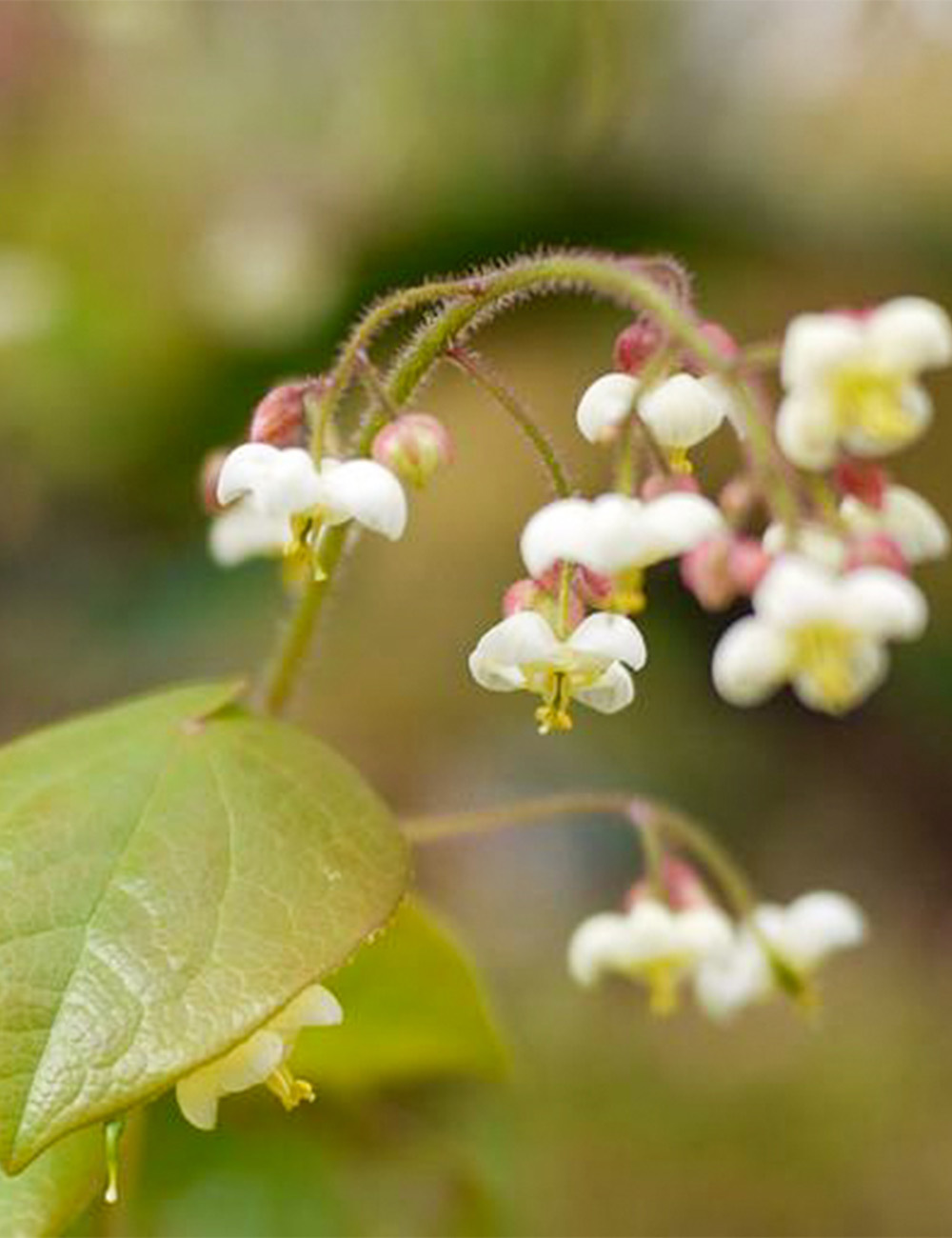 Epimedium Barrenwort