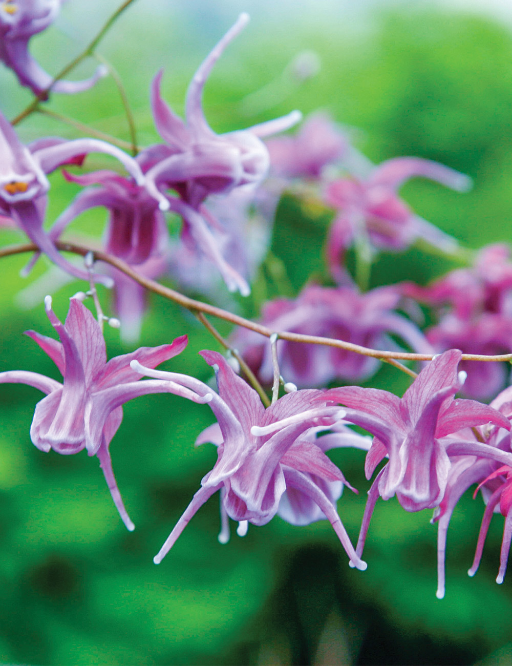 Epimedium 'Lilac Cascade'