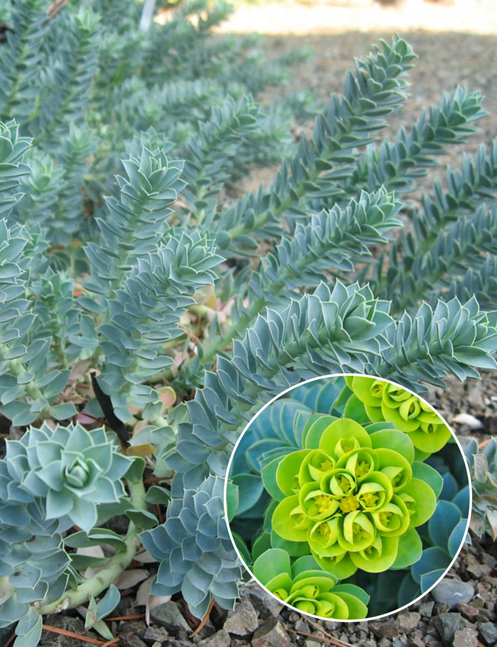 Euphorbia myrsinites