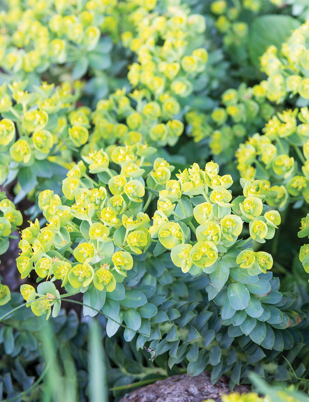 Euphorbia Upright Myrtle Spurge