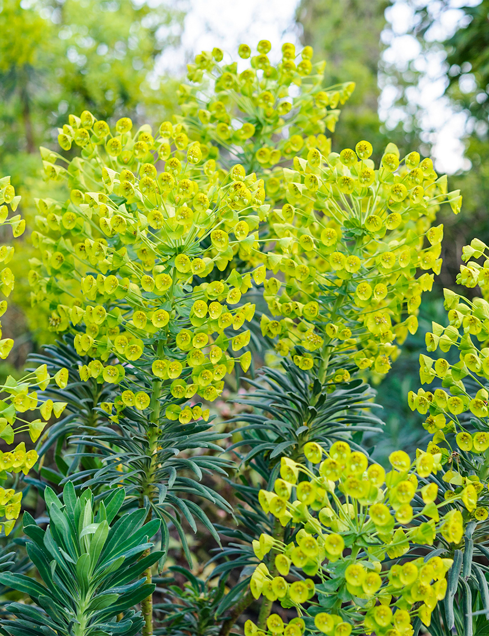 Mediterranean Spurge subsp. wulphenii