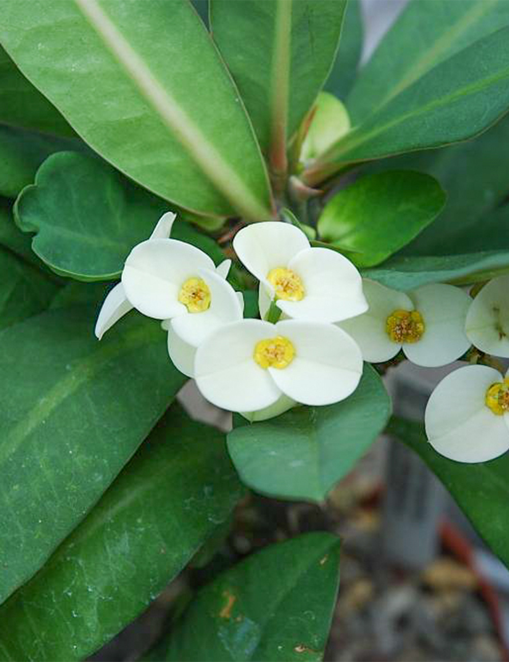 Crown of Thorns 'Tabtim Maha Mongkol'