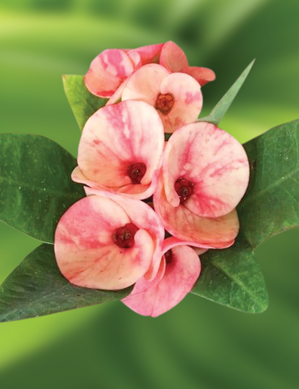 Crown of Thorns 'Phorn Chokechai'