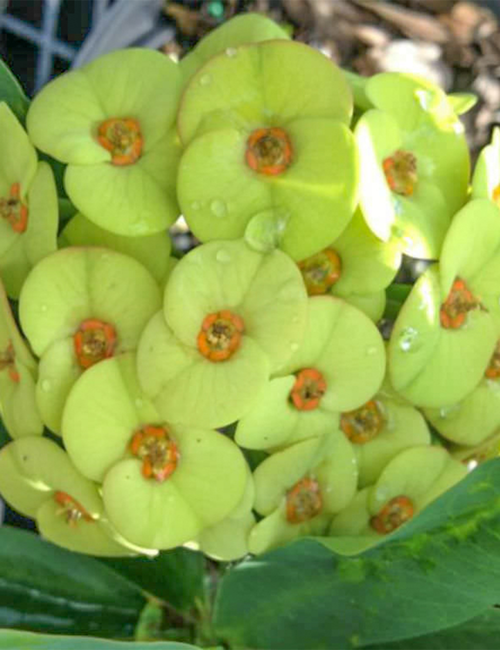 Crown of Thorns 'Pak Thong Chai'