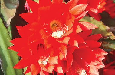 (33B) Orchid Cactus 'Cambodia'