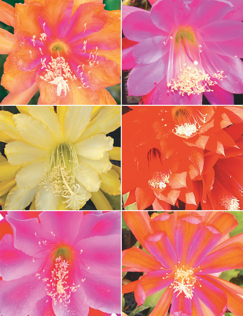 Epiphyllum Cutting Collection