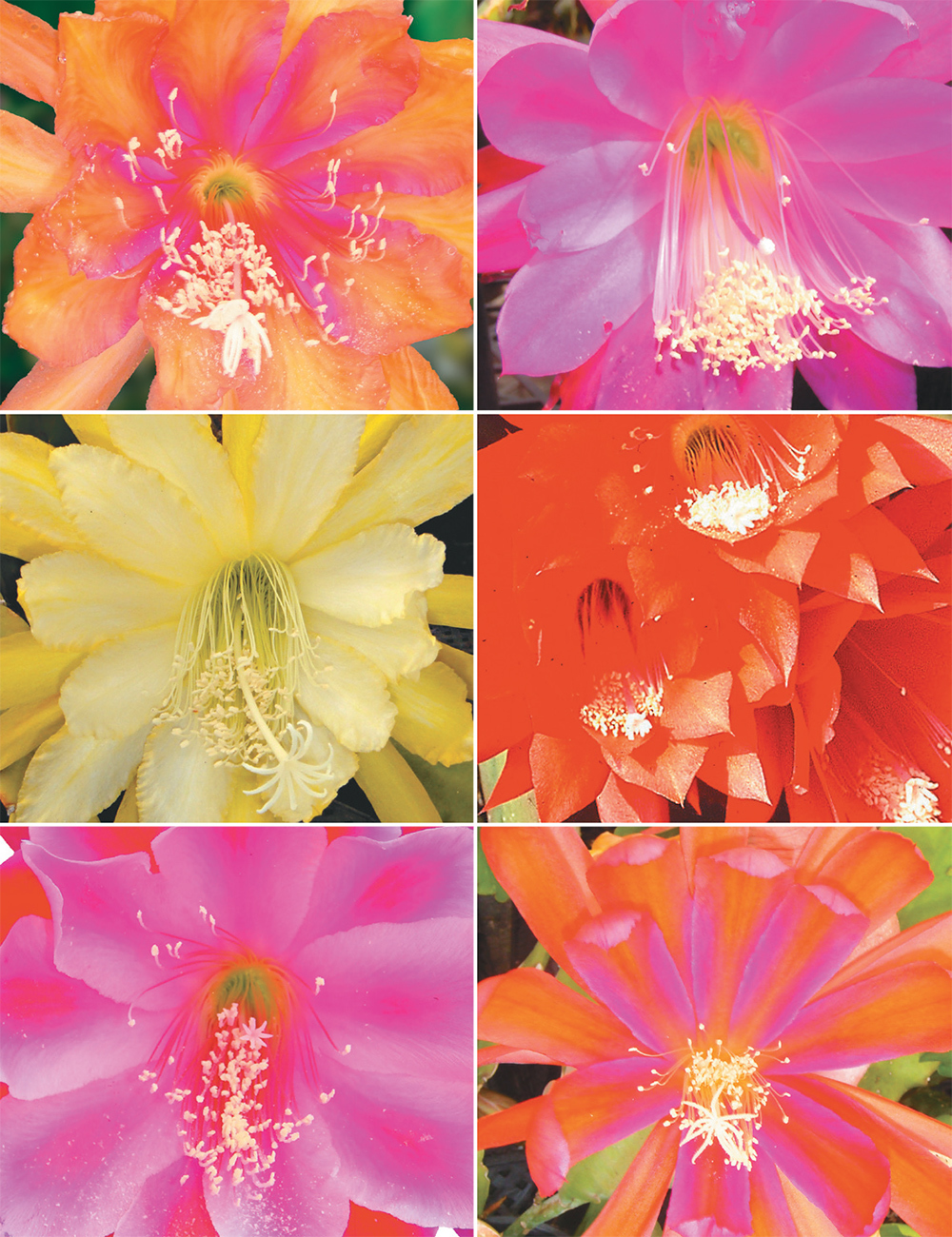 Orchid Cactus Collection