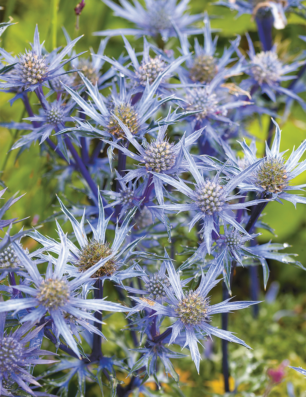 Sea Holly 'Oxford Blue'