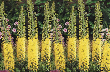 (4B) Foxtail Lilies 'Bungei'