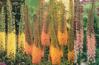 (4B) Foxtail Lilies 'Collection'