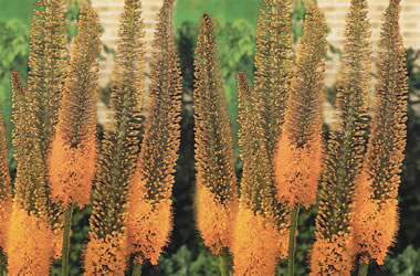 (4B) Foxtail Lilies 'Cleopatra'
