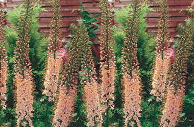 (4B) Foxtail Lilies 'Romance'