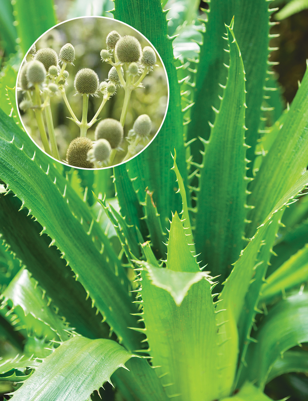 Agave Leafed Sea Holly