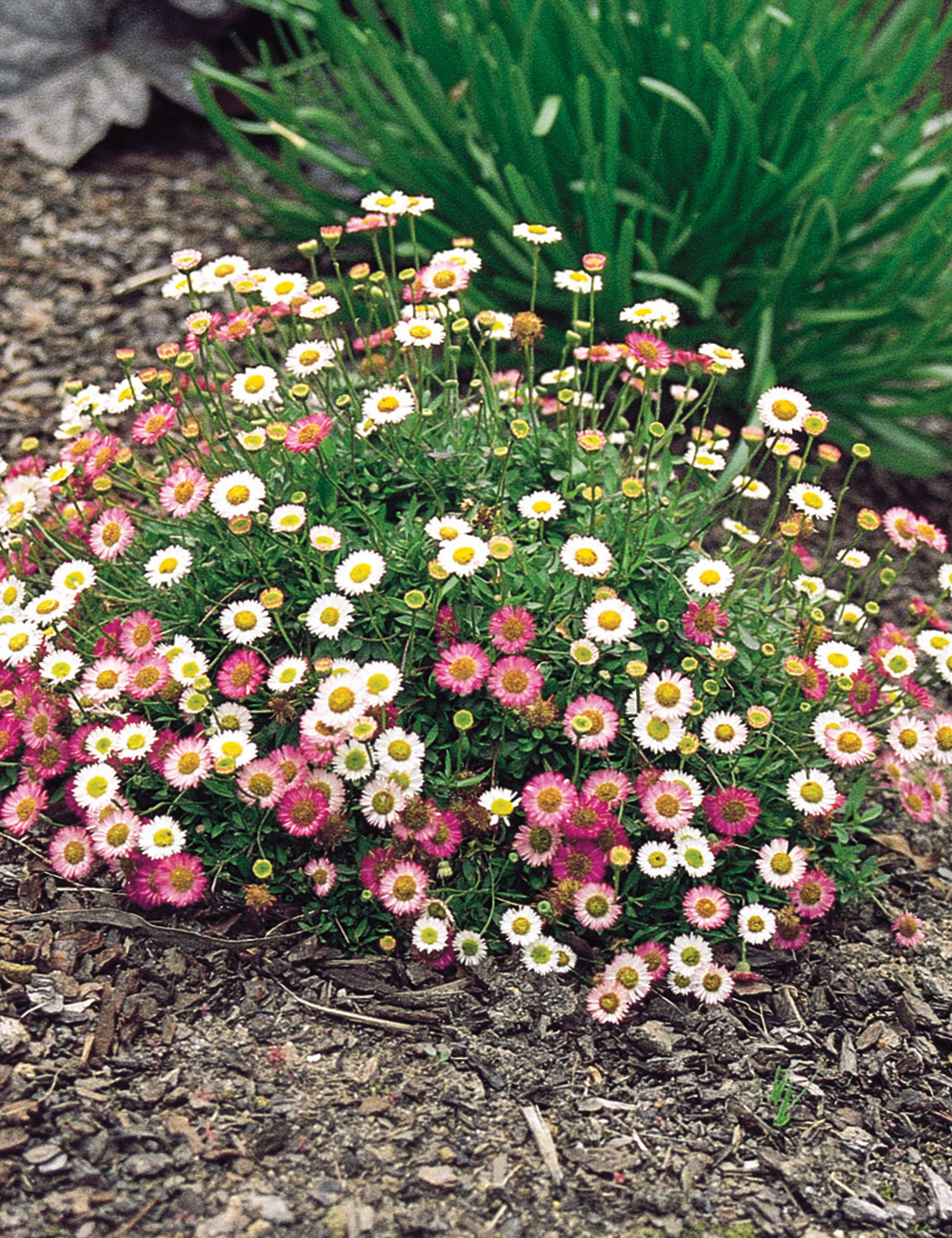 Seaside Daisy 'Spindrift'