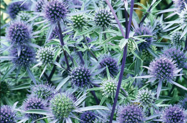 Seaholly Blue Glitter
