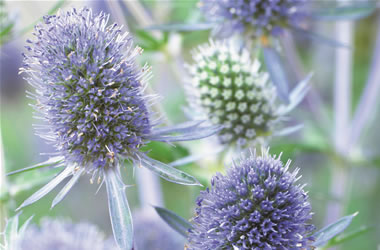 Seaholly Blue Hobbit