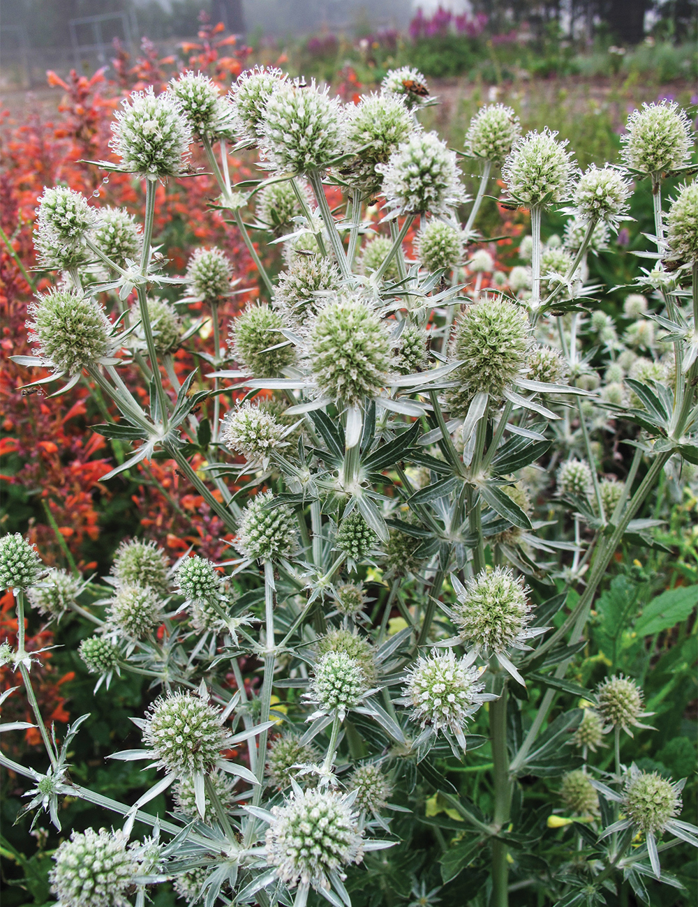 Seaholly 'Silver Salentino'