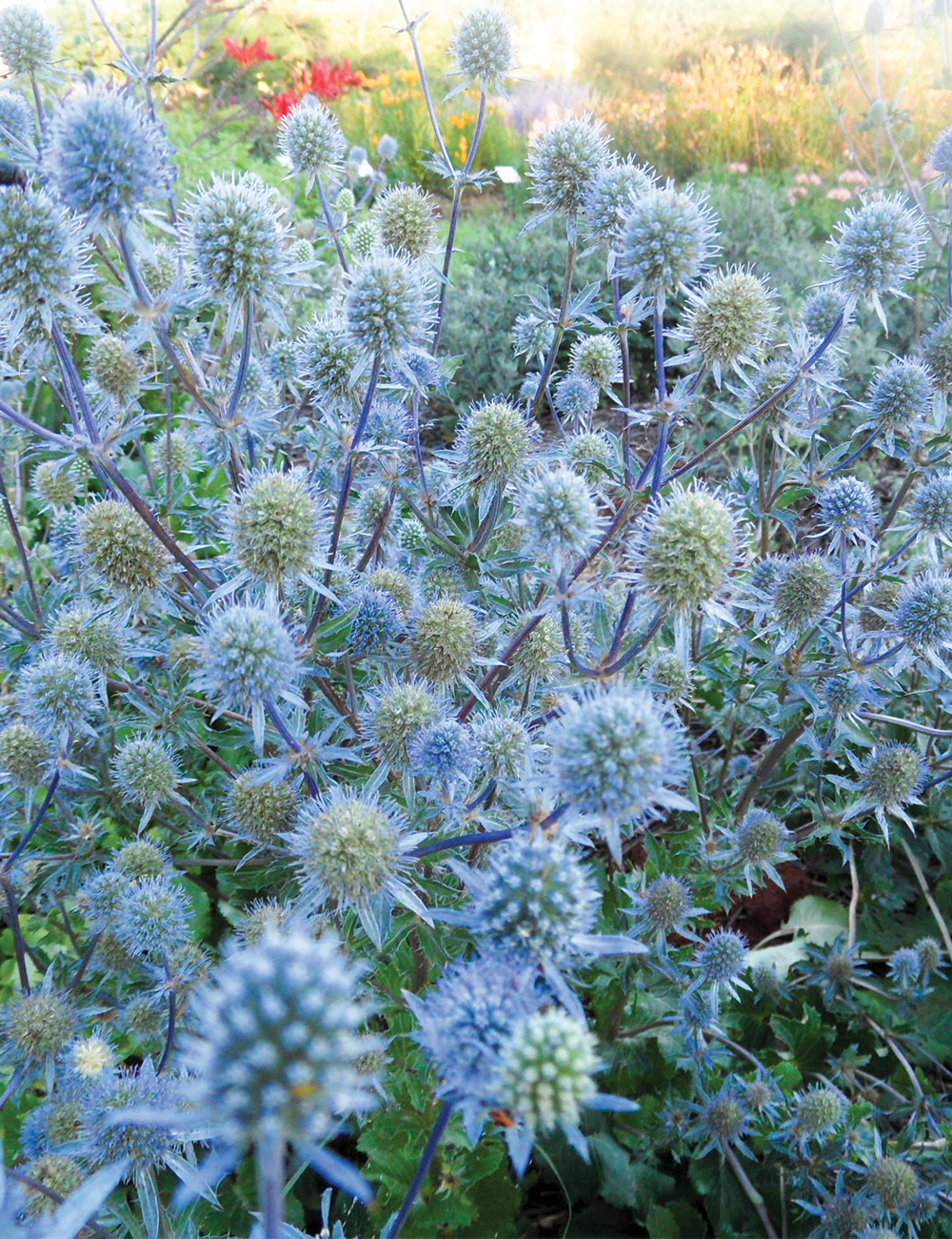 Sea Holly Tetra Petra