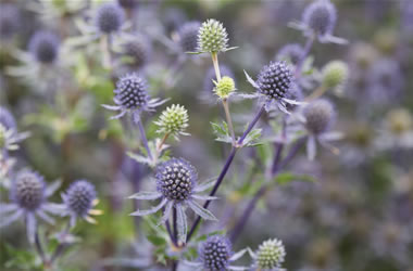 Sea Holly Blaukappe