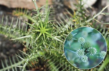 Seaholly Mexican Seaholly