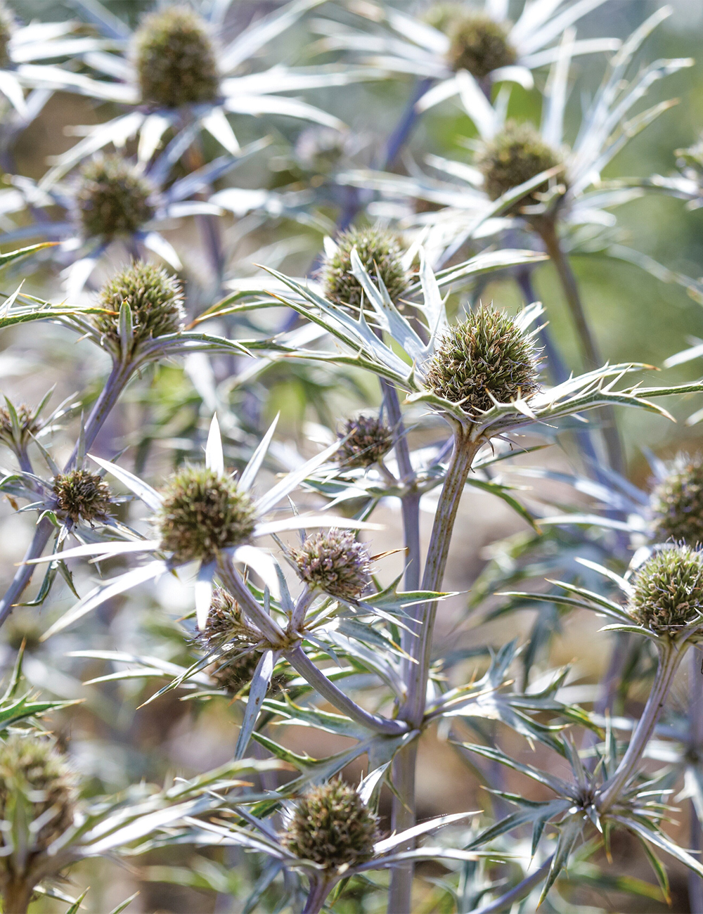 Moroccan Sea Holly