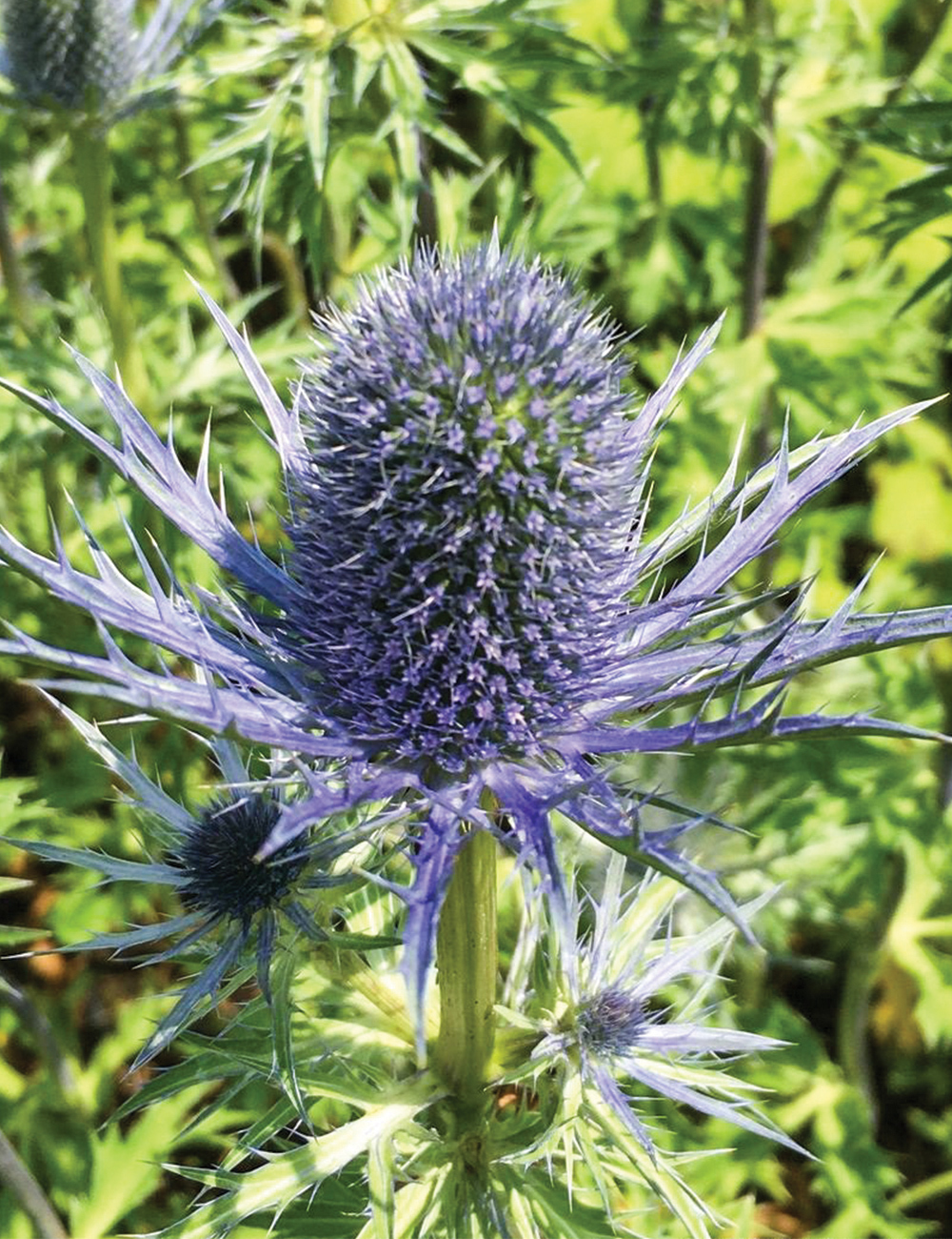 Sea Holly 'Violetta'