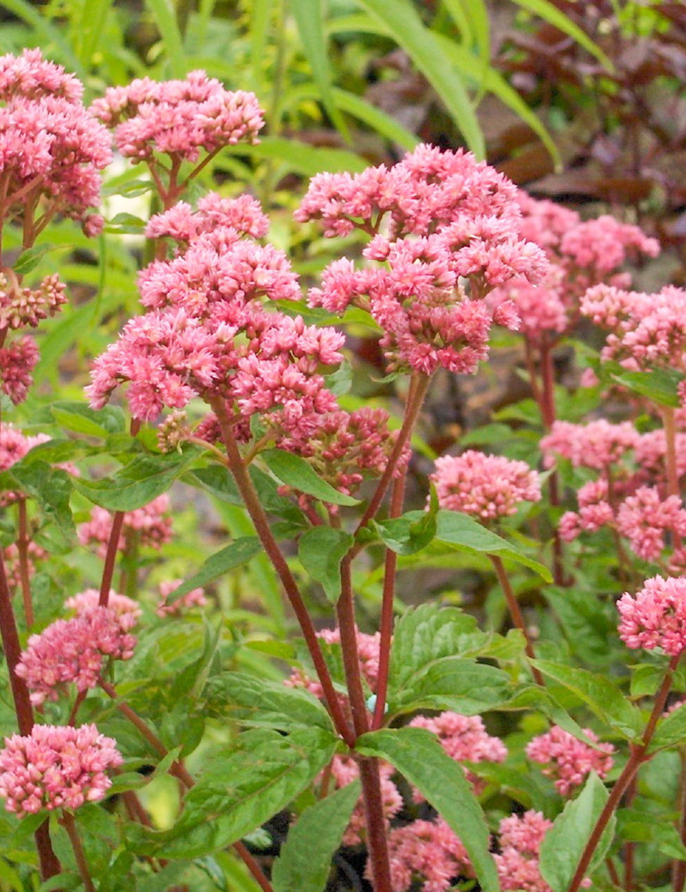 Eupatorium Flore Plena