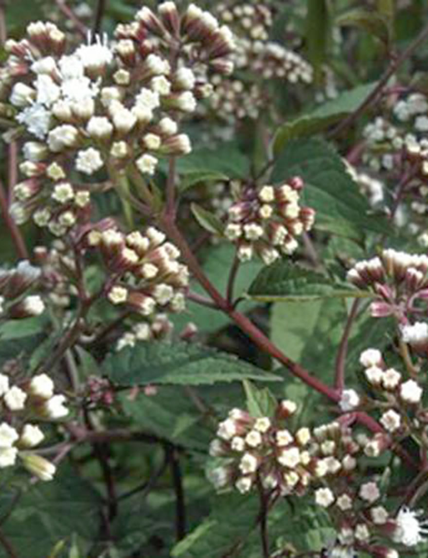 Eupatorium Chocolate