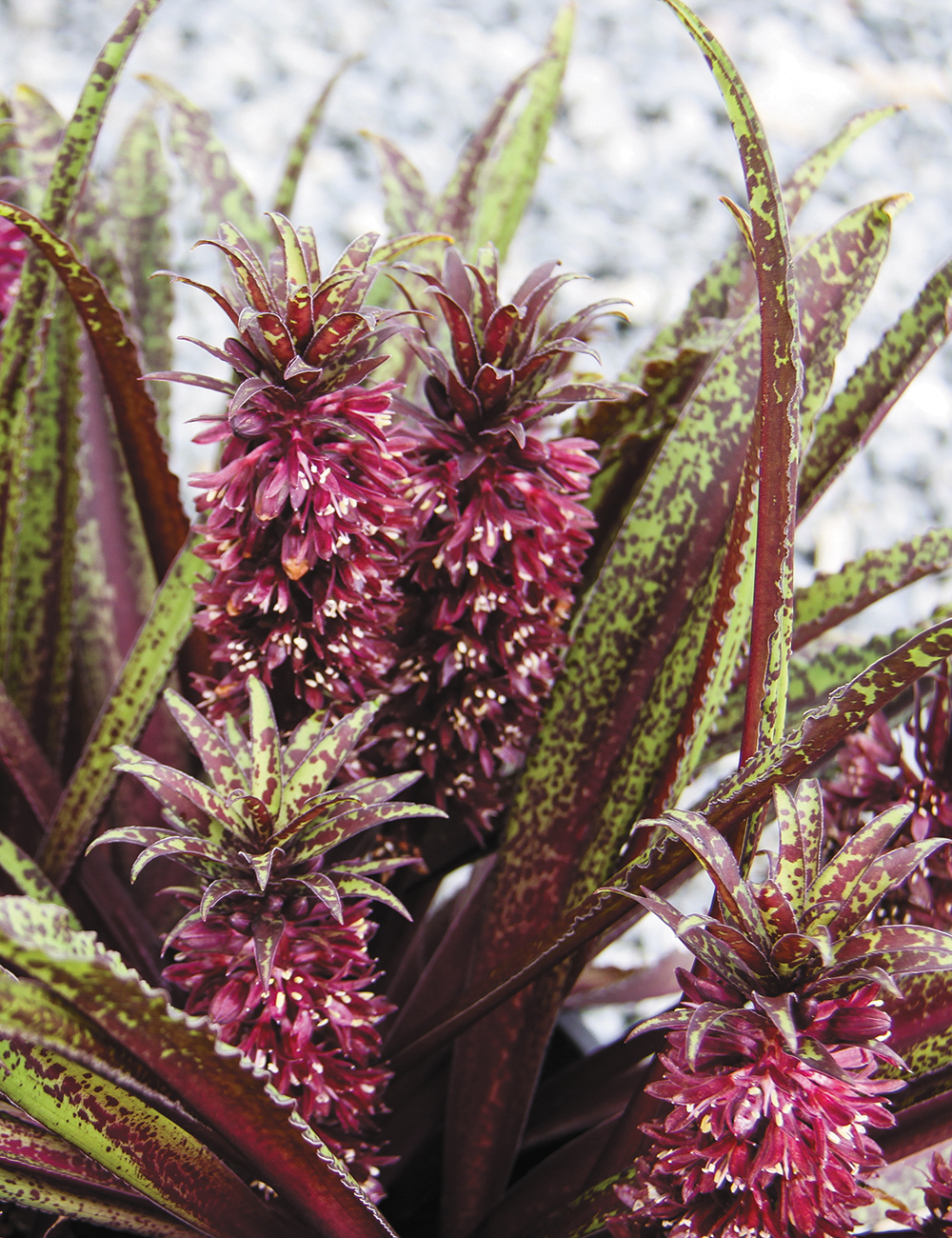 Pineapple Lily 'Dark Star'