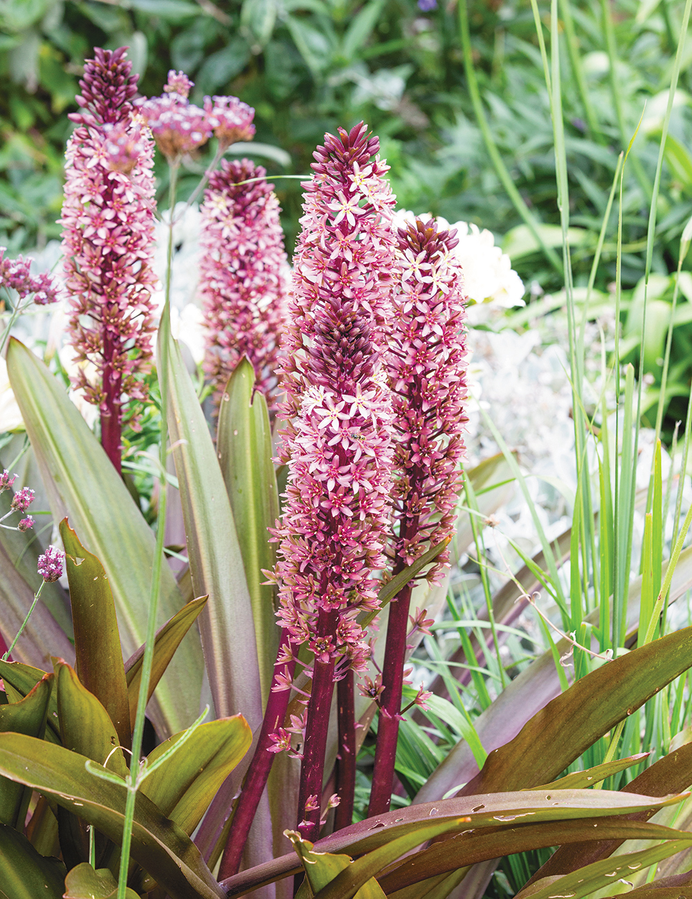 Pineapple Lily Purple Stem