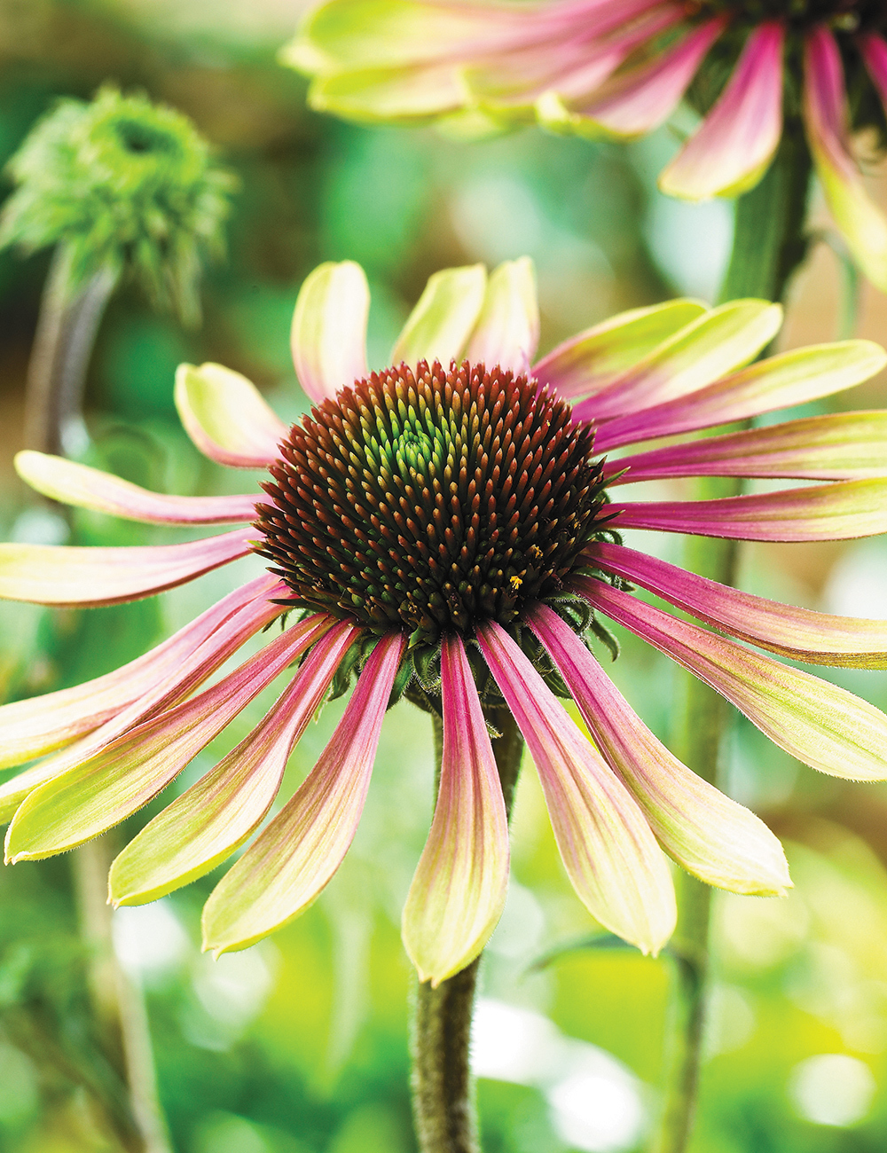 Echinacea Green Twister