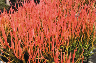 Euphorbia 'Fire Sticks'