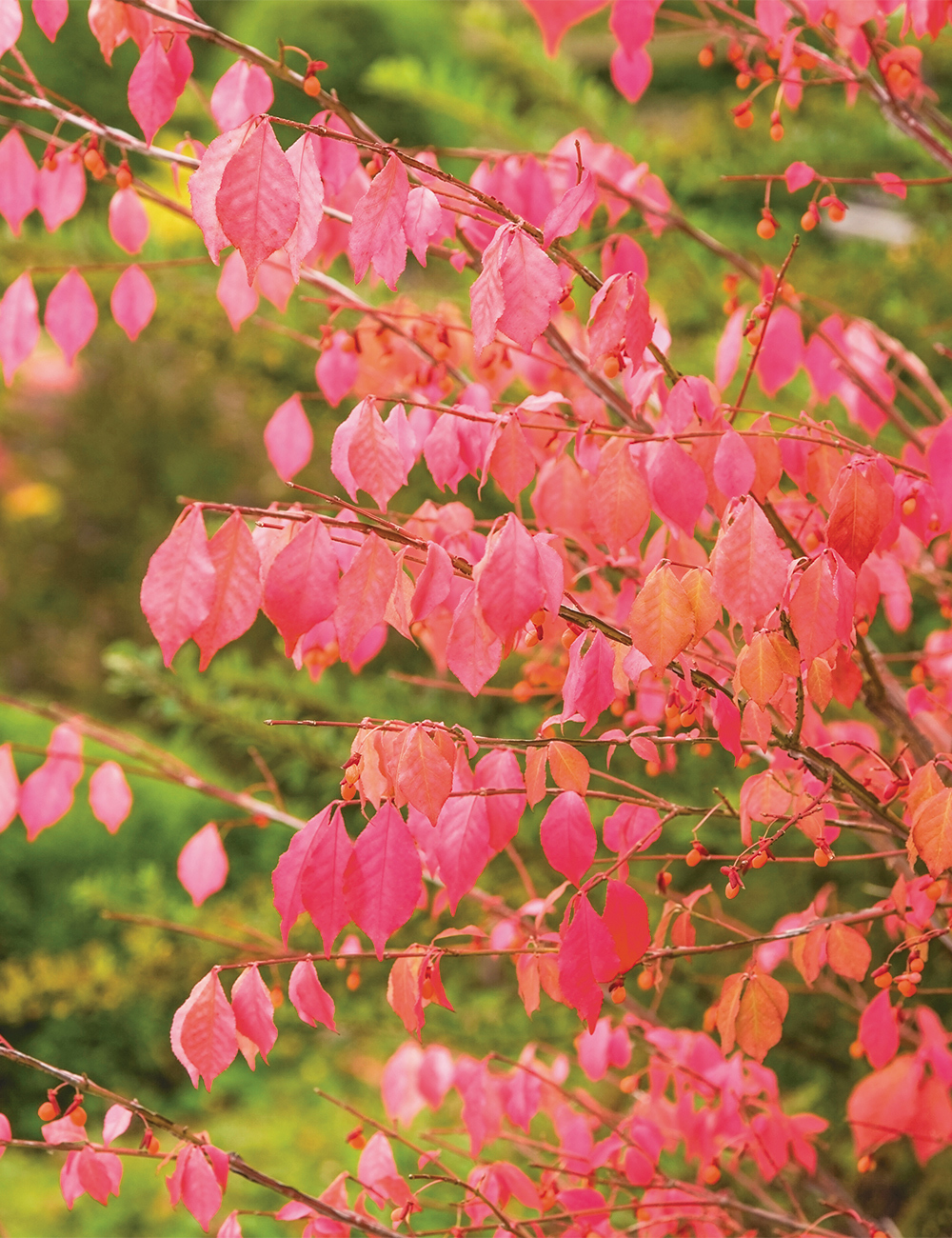 Euonymus 'Compactus'