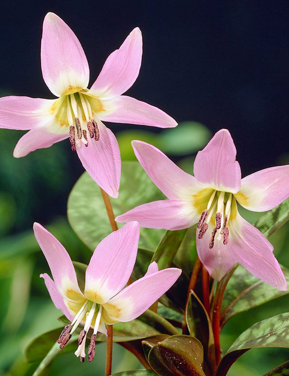 Erythronium Dog's Tooth Violet